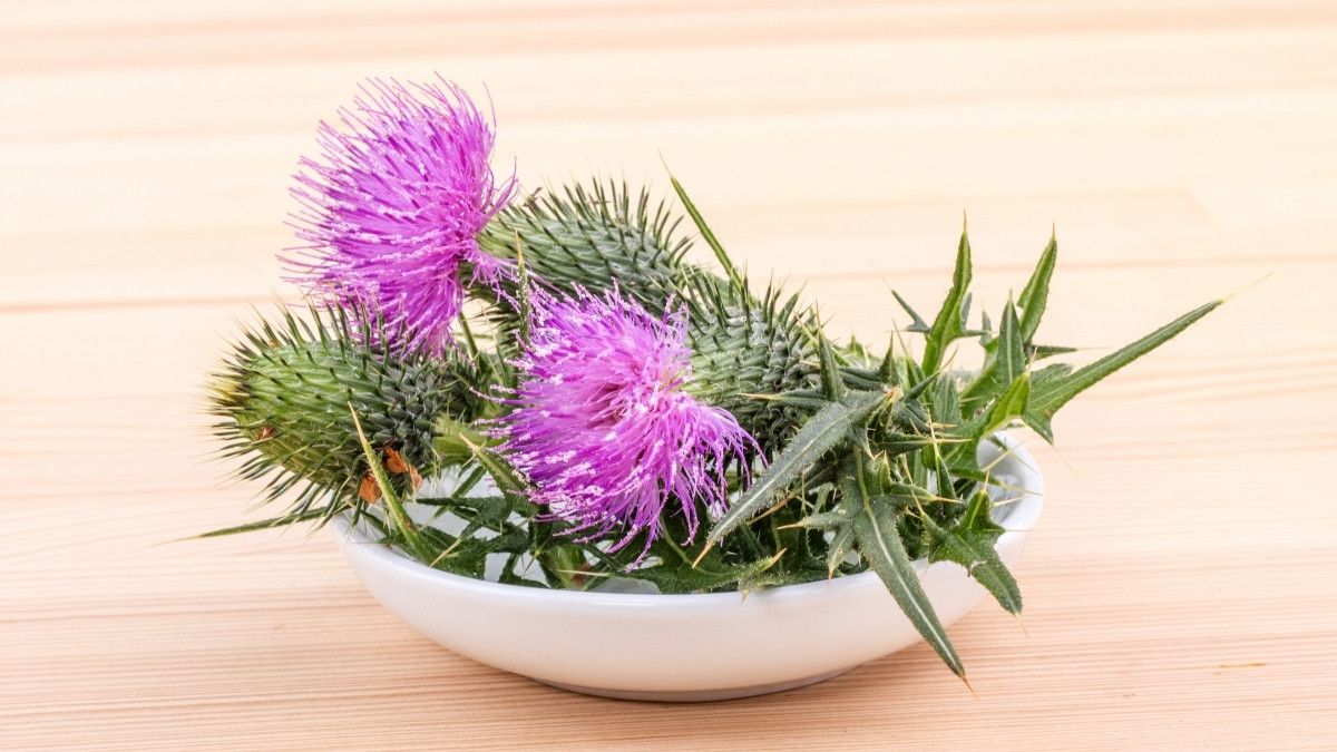 Milk Thistle, Herbal yang Berpotensi Obati Kanker Payudara