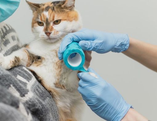 9 Penyebab Kaki Kucing Bengkak dan Cara Mengobatinya