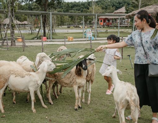 Bolehkah Ajak Anak Lihat Pemotongan Hewan Kurban?