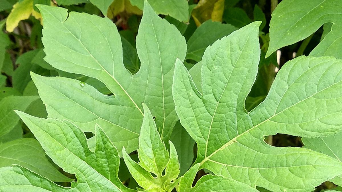 Daun Insulin, Benarkah Ampuh Mengatasi Diabetes?