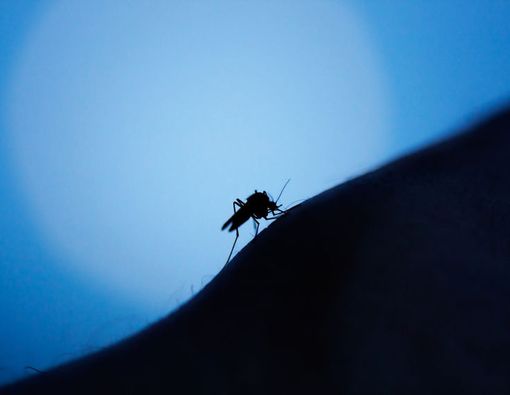 Musim Hujan Tiba, Waspadai Wabah ‘Super Malaria’!