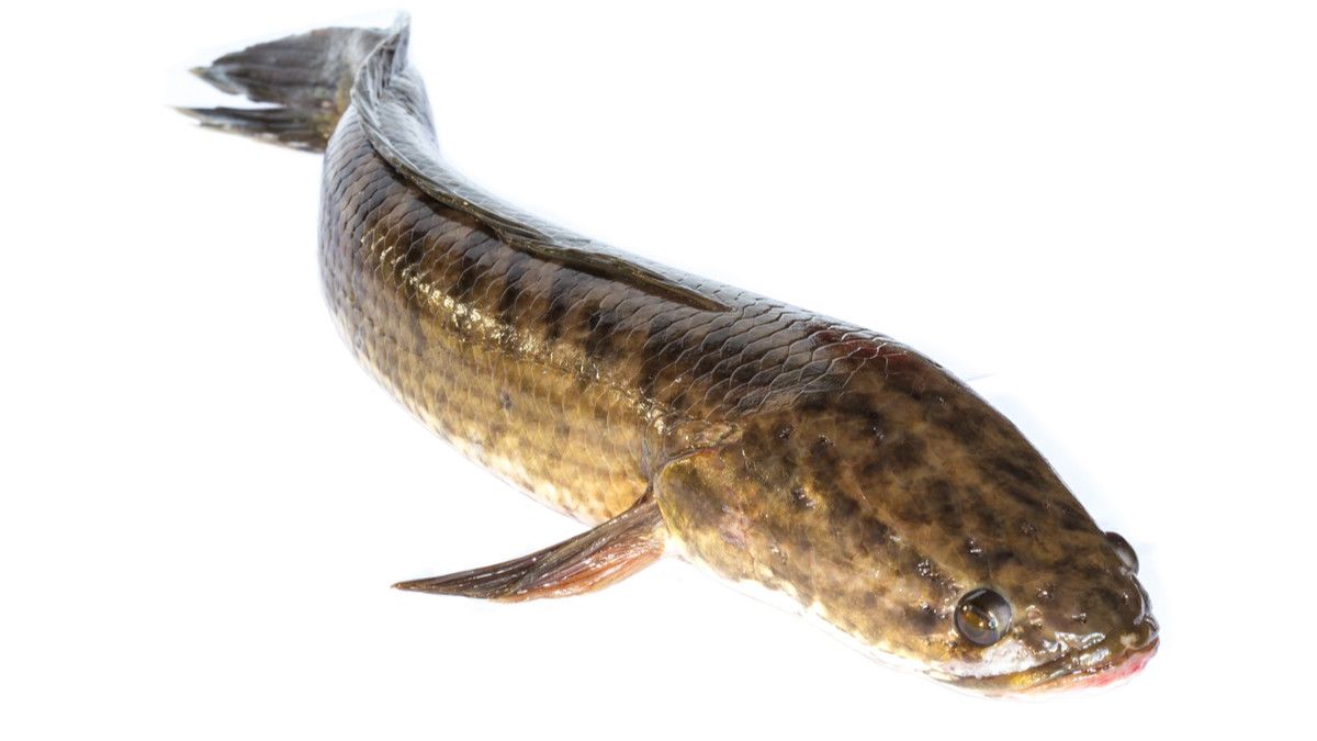 Ekstrak Ikan Gabus Dapat Membantu Pasien Virus Corona, Benarkah?