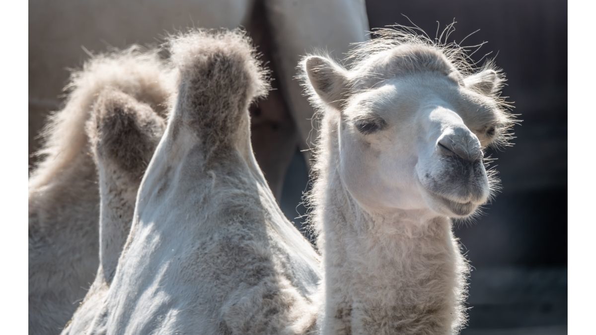 Kaya Vitamin C, Ini Manfaat Susu Unta untuk Penderita Diabetes