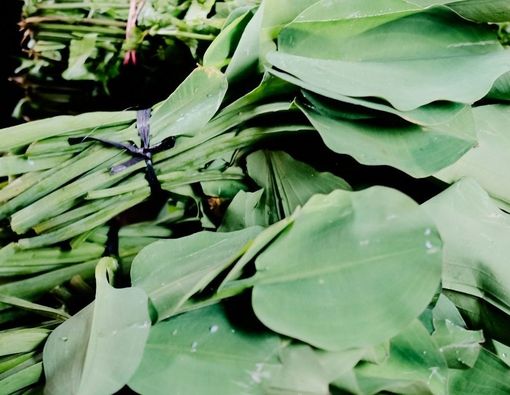 10 Manfaat Daun Genjer untuk Kesehatan, Apa Saja?