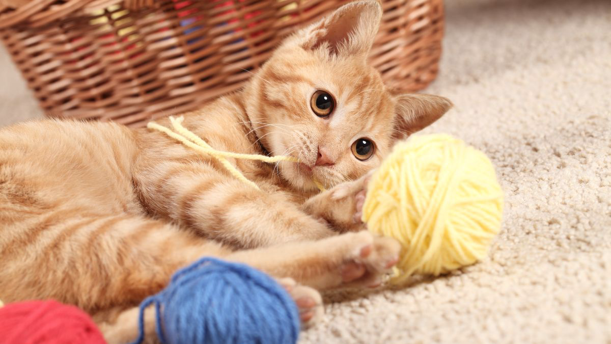 Penyebab Kucing Stres