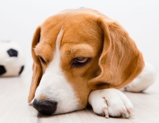 Penyebab, Ciri, dan Cara Mengatasi Cacingan pada Anjing