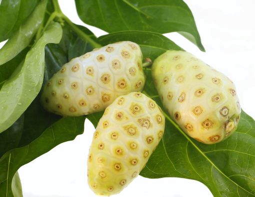 Ragam Manfaat Buah Mengkudu untuk Wajah Mulus dan Sehat