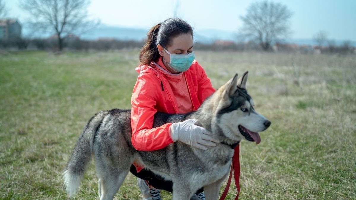 Cek Fakta Penemuan Mutasi COVID-19 dari Anjing di Malaysia
