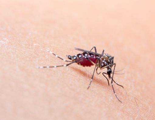 Pemprov DKI Serukan Waspada DBD di Bulan Februari dan Maret