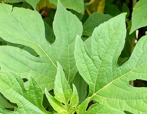 Daun Insulin, Benarkah Ampuh Mengatasi Diabetes?