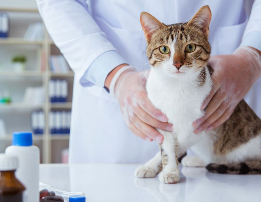 Jenis Vitamin untuk Kucing agar Selalu Sehat 