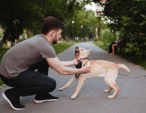 Kenali Gejala Anjing Kena Rabies