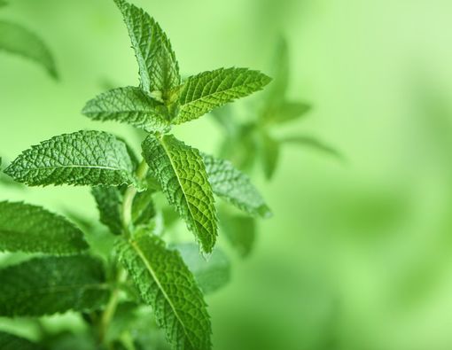 5 Manfaat Teh Daun Mint