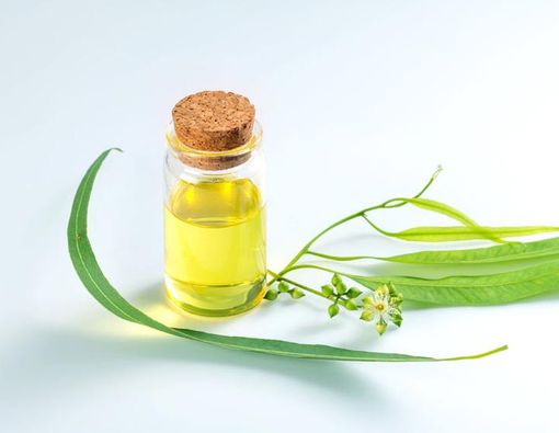 Mengapa Orang Suka Pakai Minyak Kayu Putih saat Kedinginan?