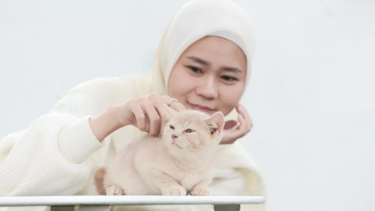 Kucing Bukan Makanan, Kucing Hewan Peliharaan