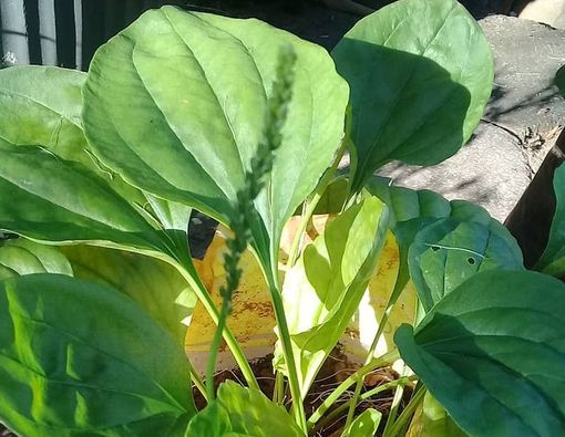 Menyingkap Manfaat Daun Sendok untuk Kesehatan