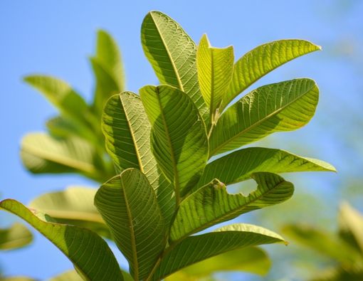 Menilik Manfaat Daun Jambu Biji untuk Kesehatan Gigi