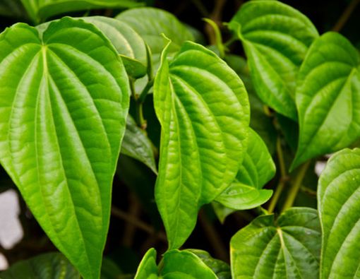 Minum Air Rebusan Daun Sirih Bisa Redakan Radang Tenggorokan?