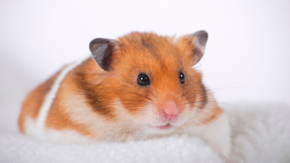 Berat Badan Meningkat 