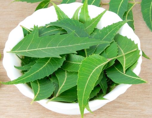 Manfaat Neem untuk Penderita Diabetes