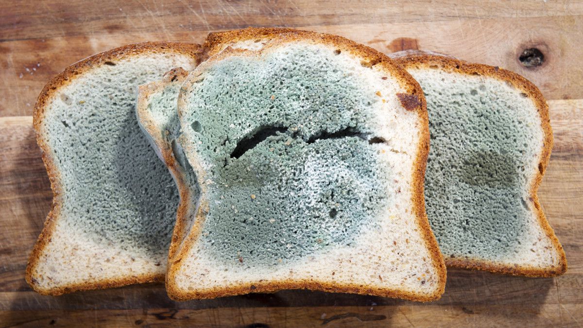 Jangan Makan Bagian Bersih dari Roti Berjamur, Ini Alasannya!