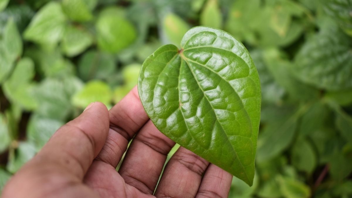 Benarkah Daun Sirih Bisa Mencerahkan Kulit Ketiak?