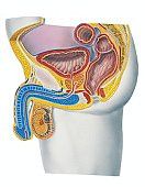 Disfungsi Ereksi Pada Pria