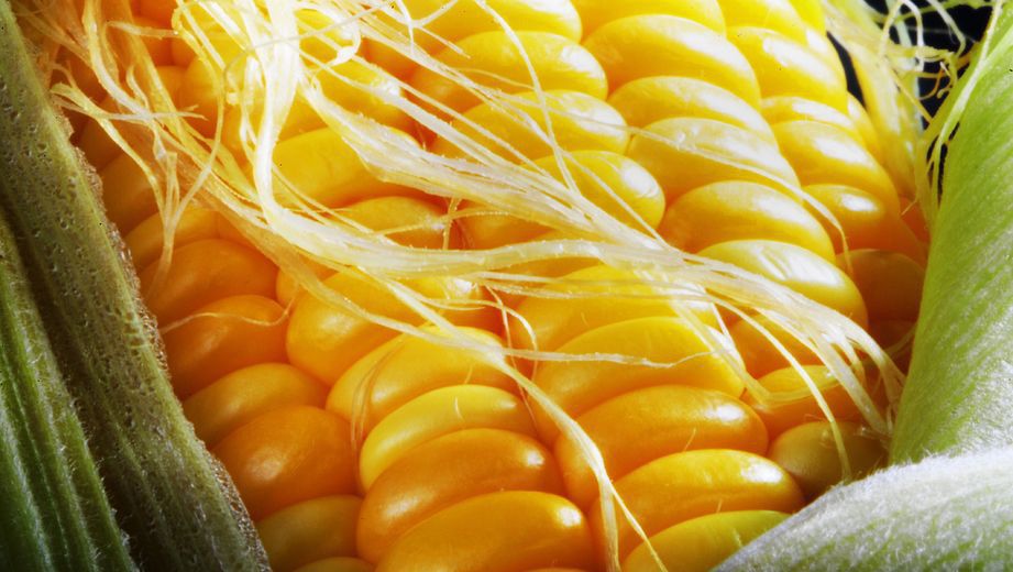 Inilah 6 Manfaat Rambut Jagung