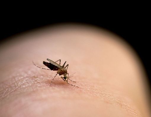 Malaria dapat Meningkatkan Risiko Tulang Keropos