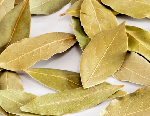 Benarkah Daun Salam Bisa Menyembuhkan Sakit Gigi?