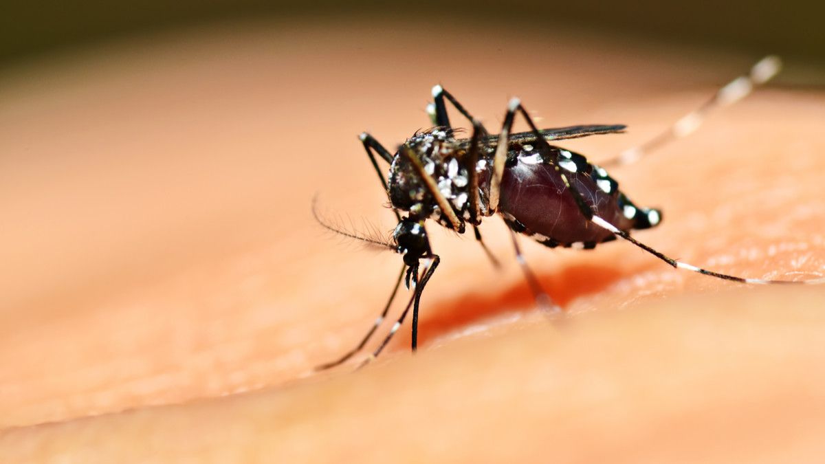 Benarkah Demam Berdarah Dengue Bisa Menular Lewat Hubungan Seksual?