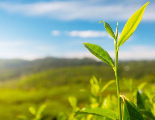 Serba-serbi White Tea