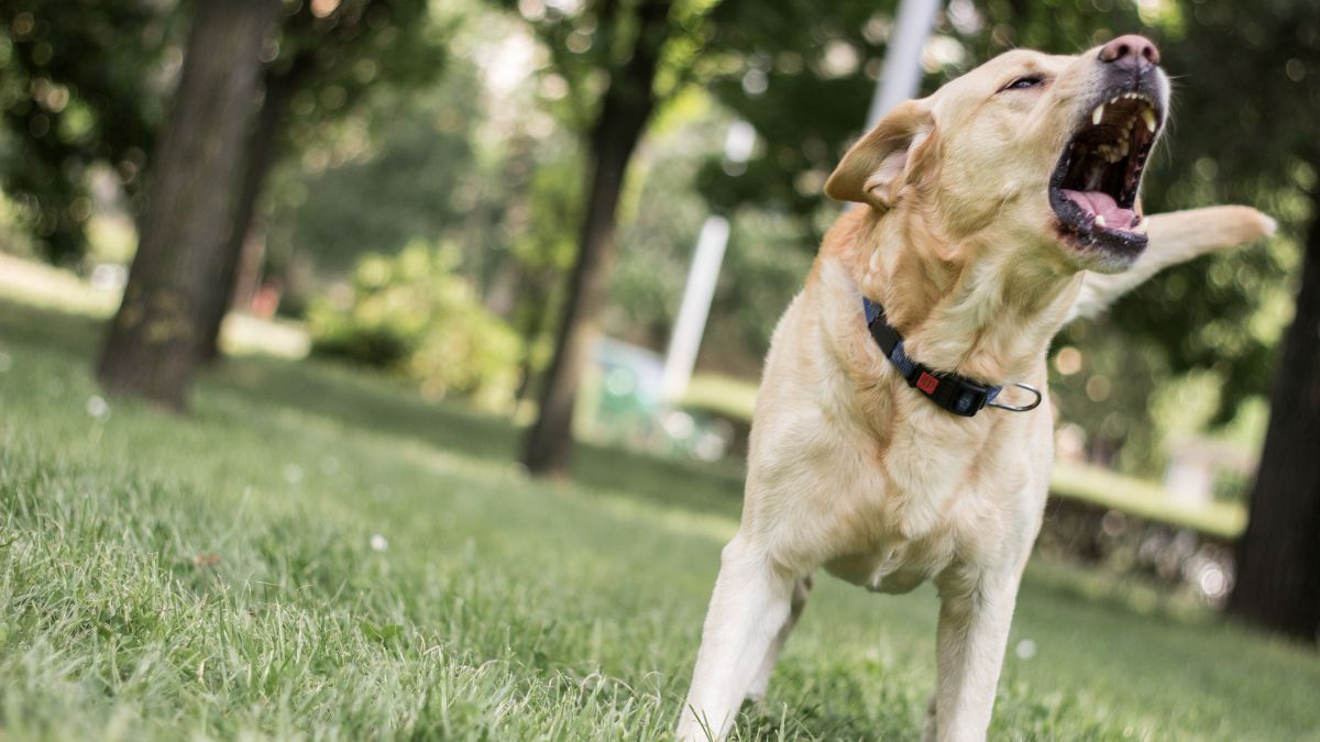 Penyebab Anjing Menggonggong Terus-Menerus