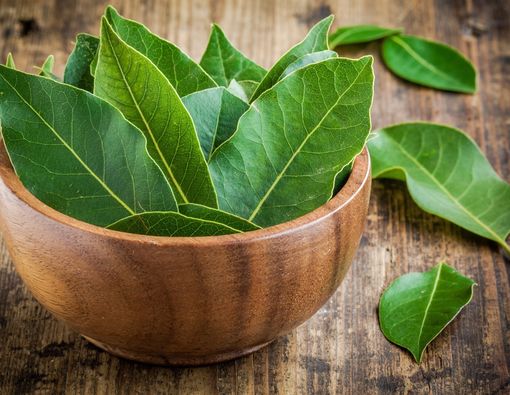 Ampuhkah Turunkan Kolesterol dengan Rebusan Daun Salam?
