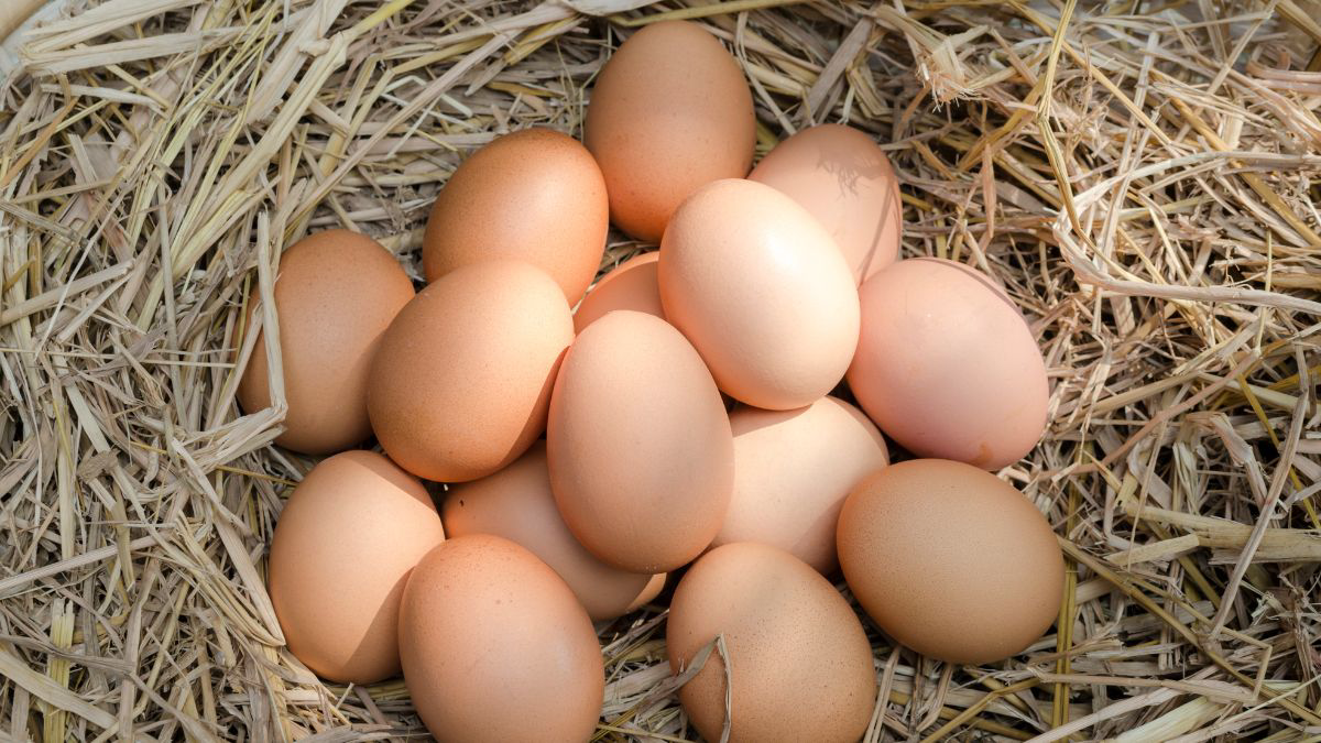 Telur Ayam