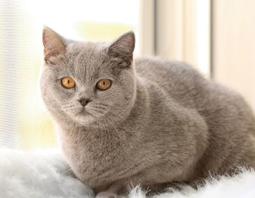 Takut Kucing? Waspada Mengidap Ailurophobia