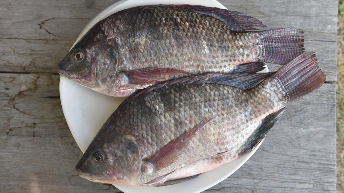 Sederet Bahaya Ikan Mujair yang Jarang Diketahui Orang