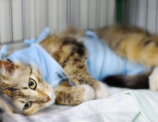 8 Cara Tepat Mengobati Luka pada Kucing Kesayangan