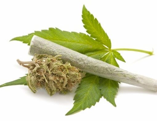 Bahaya di Balik Ganja