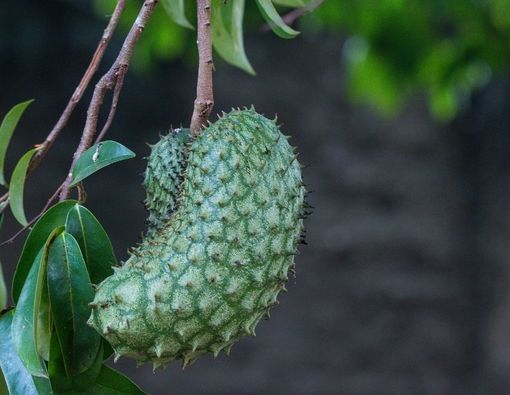 Menyingkap Manfaat Daun Sirsak untuk Tumor Jinak Tulang Rahang