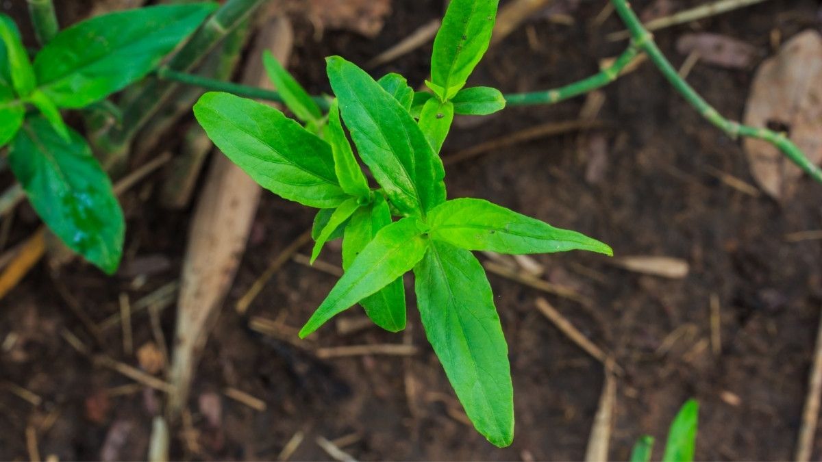 8 Manfaat Daun Belalai Gajah untuk Kesehatan
