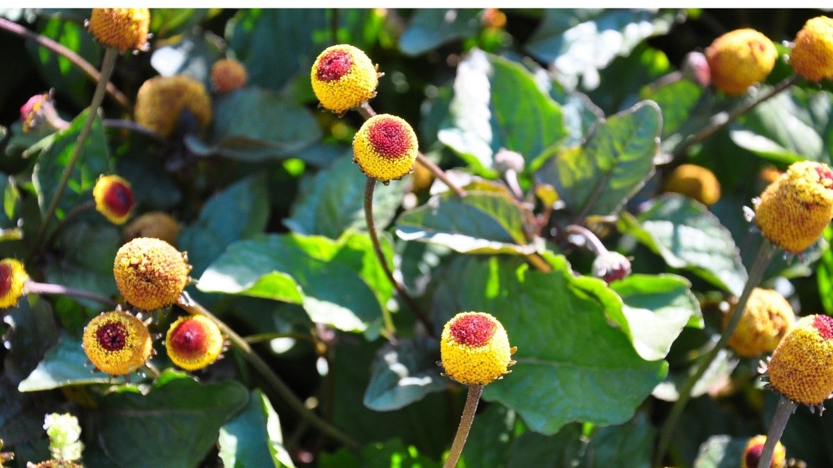 Spilanthol dan Manfaatnya untuk Perawatan Kulit Wajah