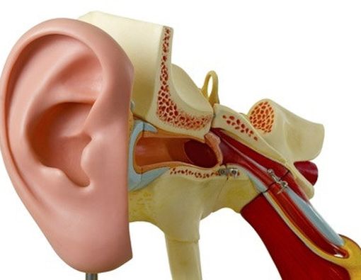 Mengenal Bagian-Bagian Telinga dan Fungsinya