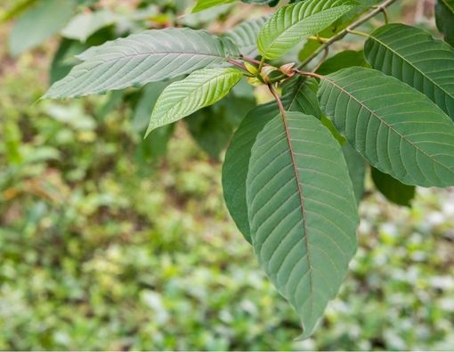Bahaya Konsumsi Daun Kratom bagi Kesehatan Tubuh