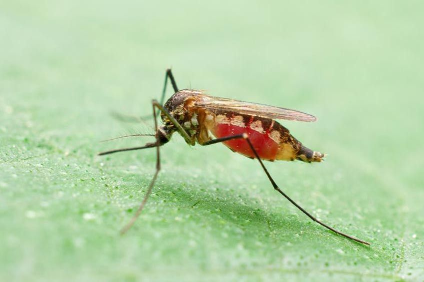 Waspada Malaria Sebelum Ajak Anak Liburan