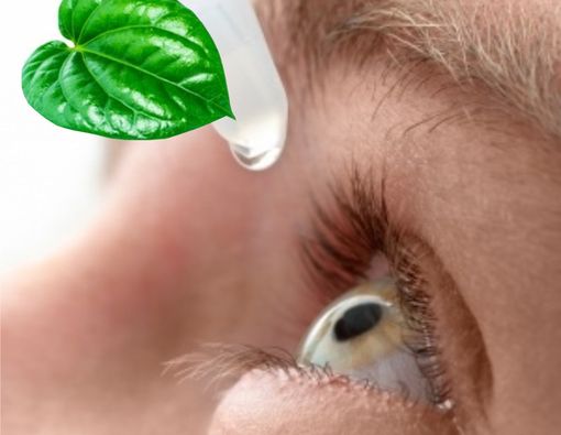 Kebutaan Akibat Penggunaan Air Rebusan Daun Sirih