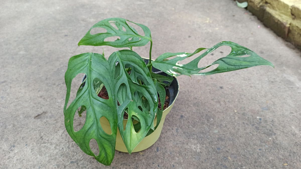 Menyingkap Manfaat Tanaman Janda Bolong untuk Kesehatan