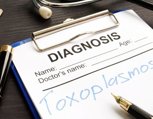Mengapa Toxoplasmosis Bisa Tingkatkan Risiko Diabetes?