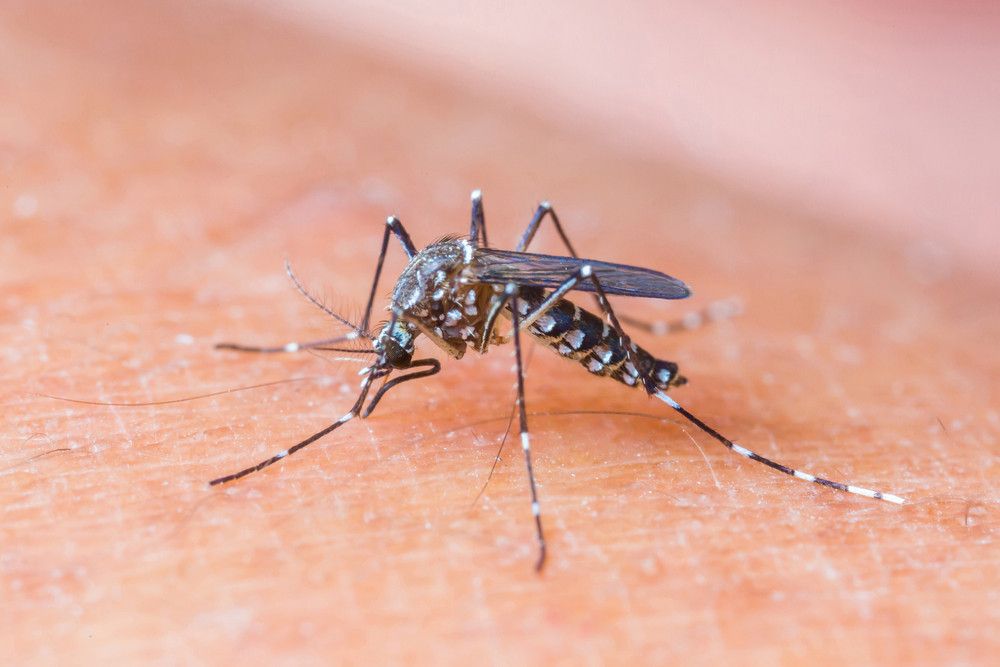 Abate, Solusi Efektif Atasi Jentik Nyamuk Demam Berdarah