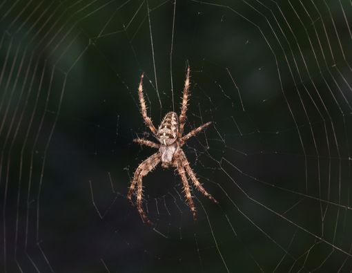 Pertolongan Pertama Setelah Digigit Laba-laba